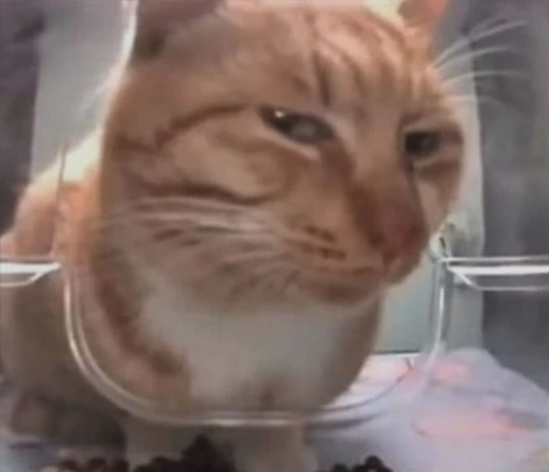 Sussy Cat
